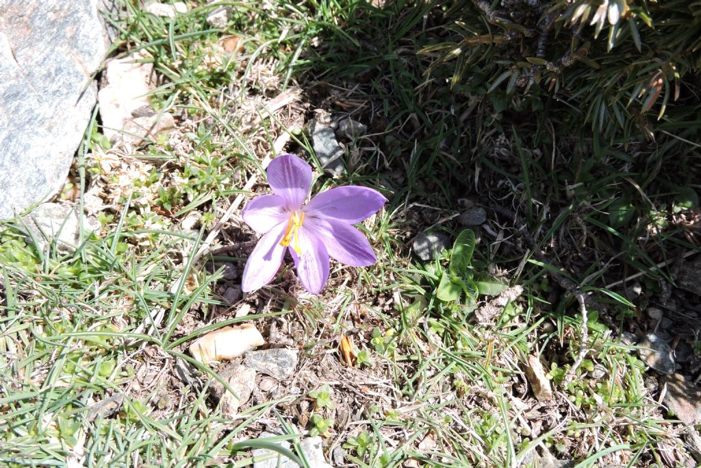 Crocus cfr. minimus e Colchicum sp.